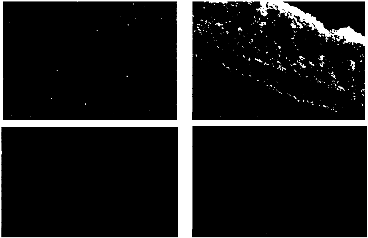 Nano-porous hydrogen production catalyst and preparation method thereof