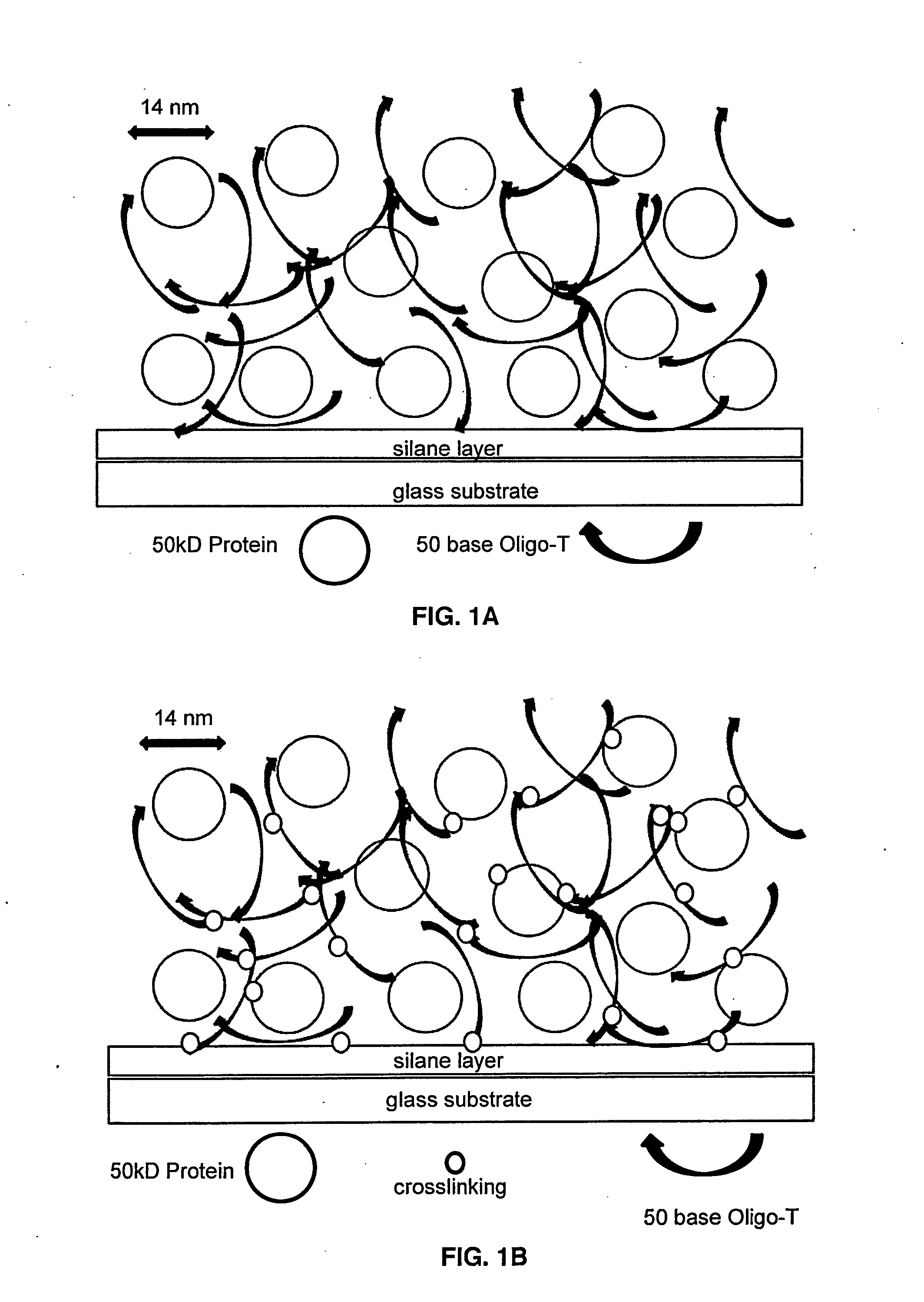 Compositions and methods for entrapping protein on a surface