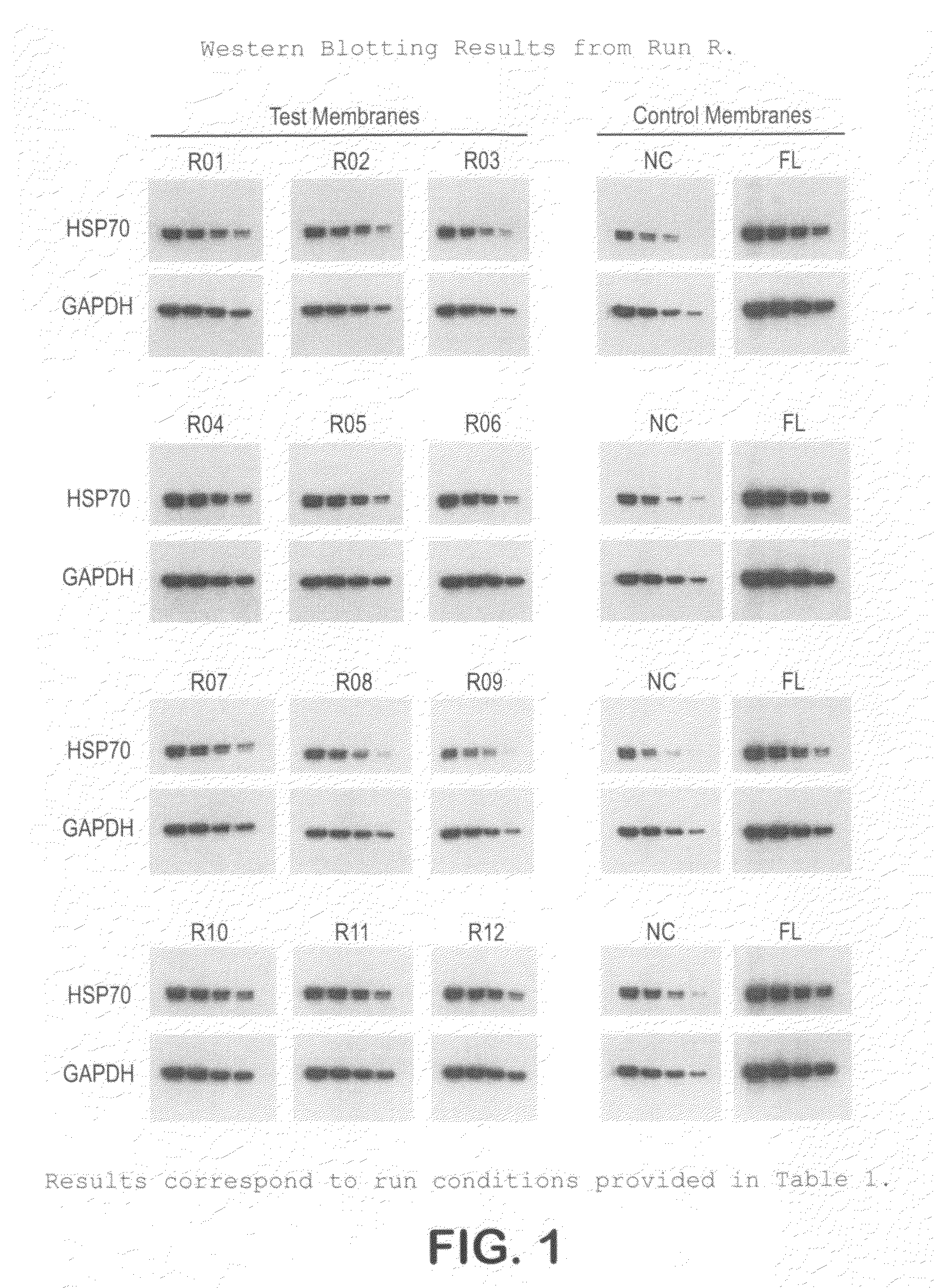 Hydrophilic, high protein binding, low fluorescence, western blotting membrane