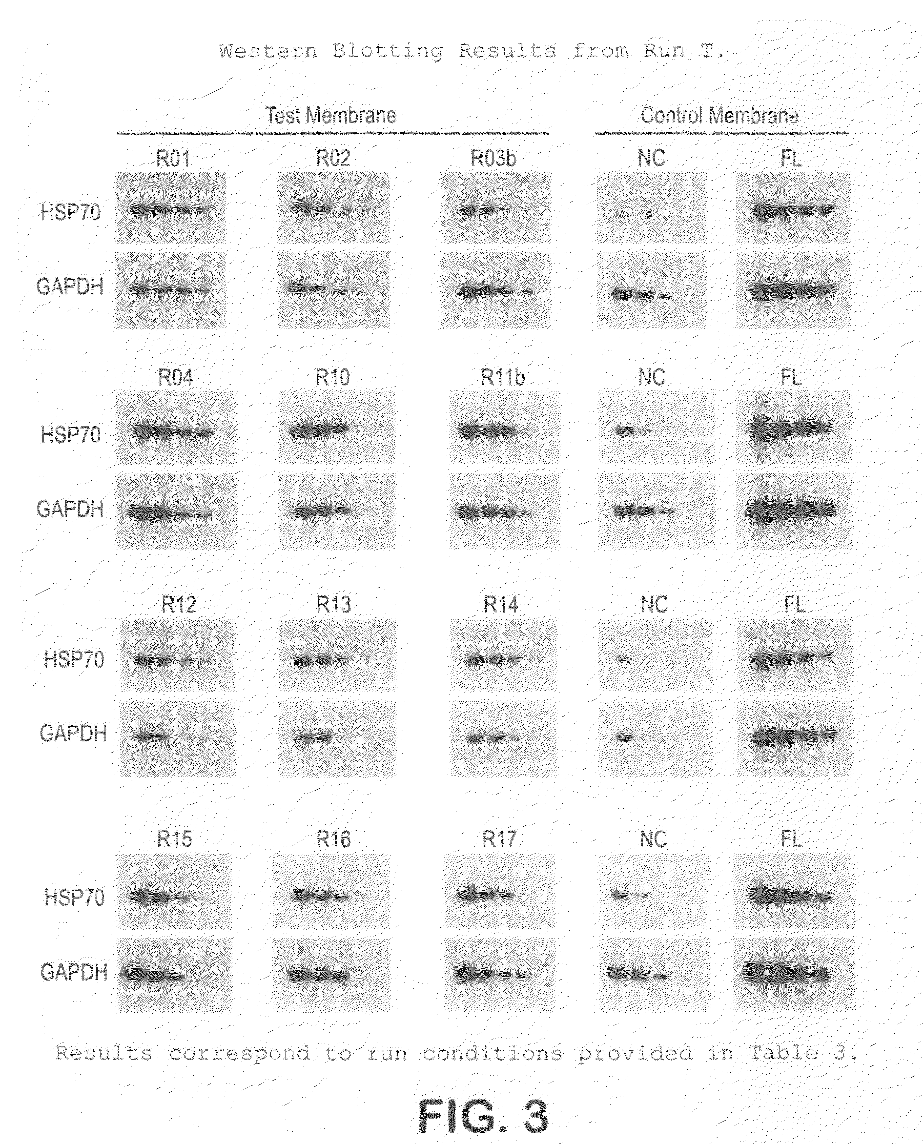 Hydrophilic, high protein binding, low fluorescence, western blotting membrane