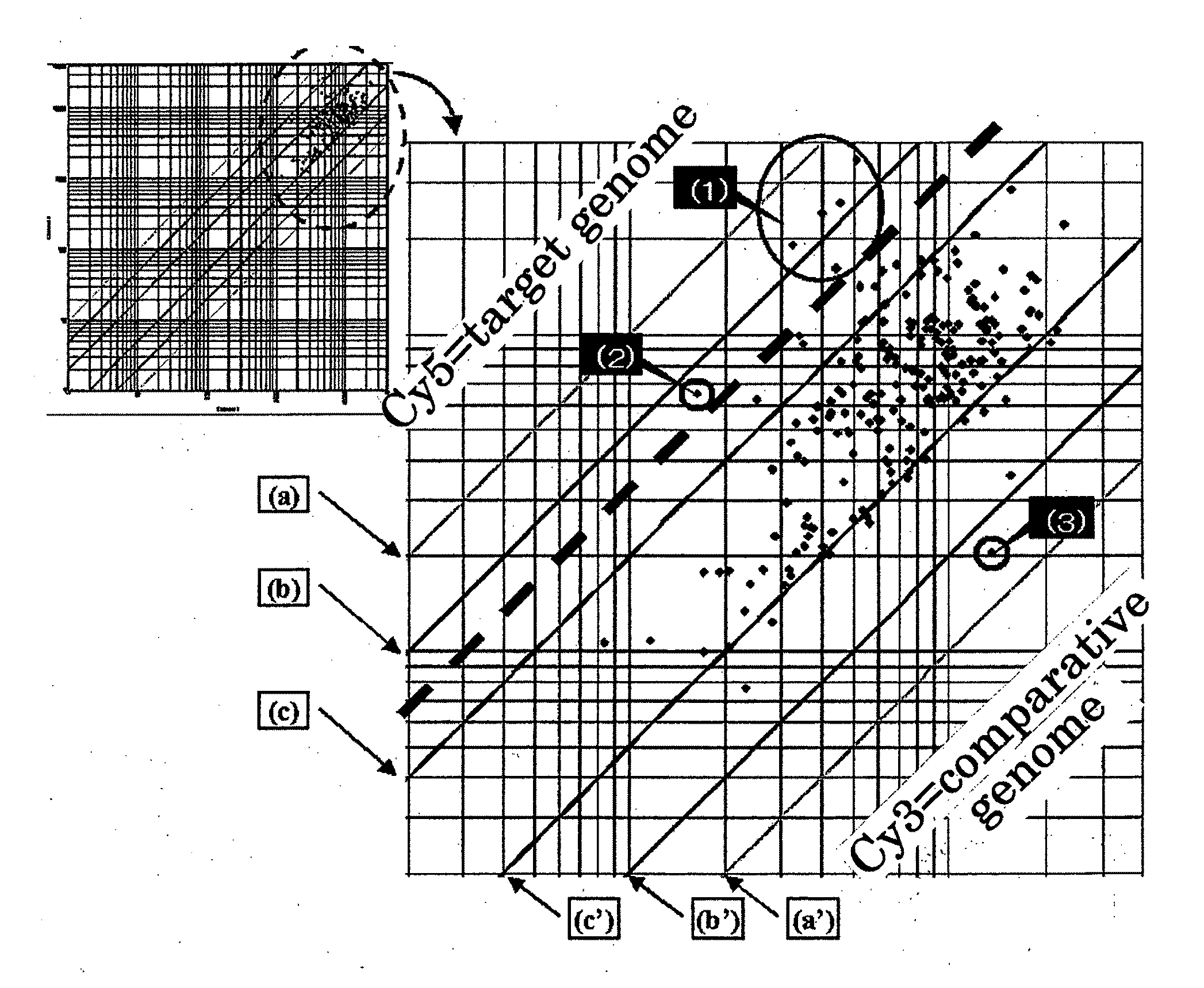 Primer and Probe for Use in Detection of Mycobacterium Kansasii and Method for Detection of Mycobacterium Kansasii Using the Same