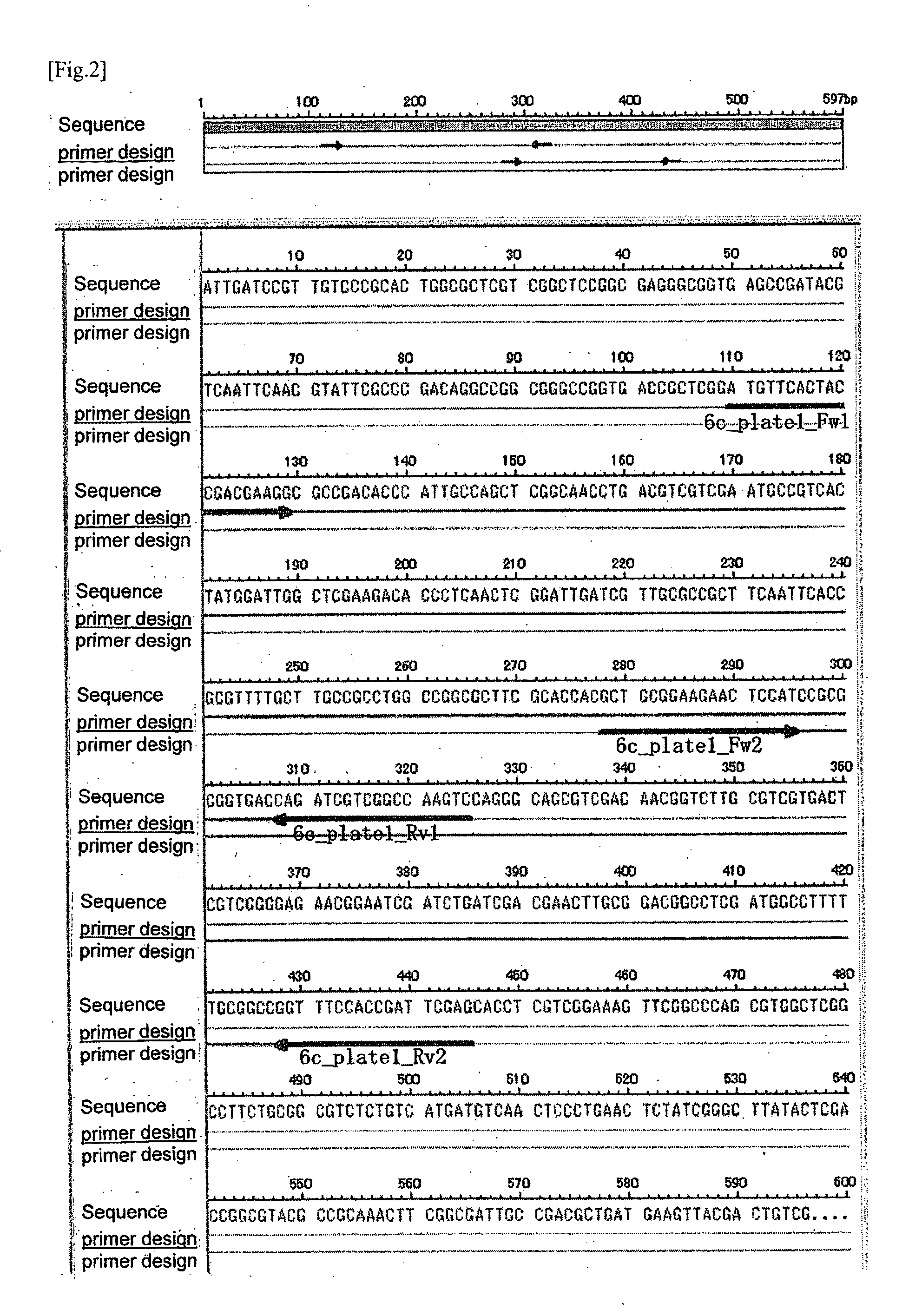 Primer and Probe for Use in Detection of Mycobacterium Kansasii and Method for Detection of Mycobacterium Kansasii Using the Same