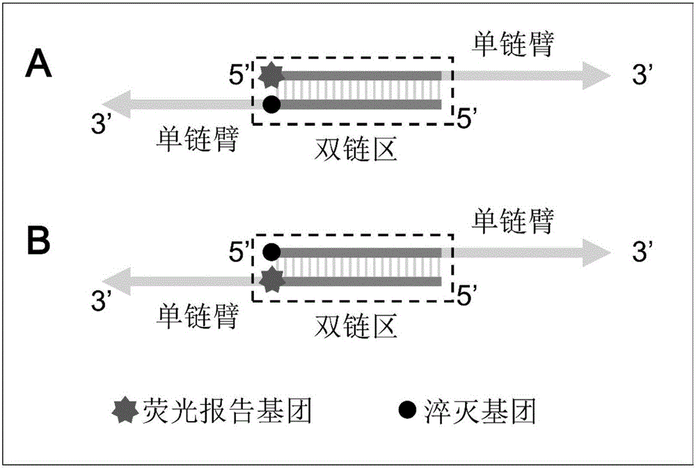 Primer-type nucleic acid fluorescent probe subjected to two-way strand displacement