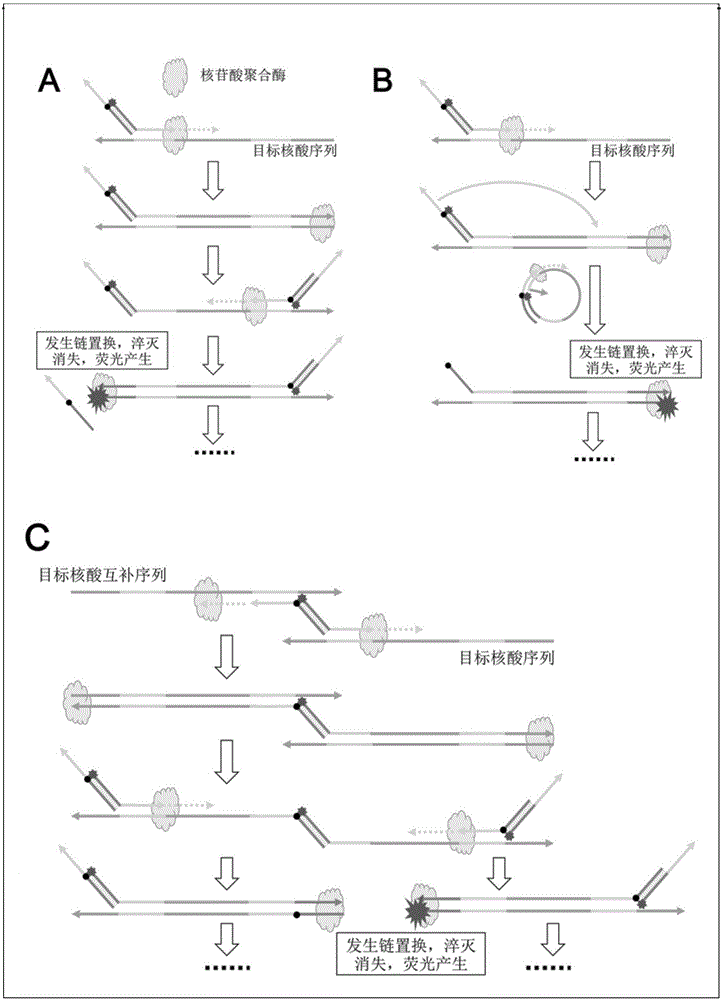 Primer-type nucleic acid fluorescent probe subjected to two-way strand displacement