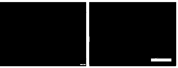 Metal organic coordination polymer coated natural sericin microsphere as well as preparation method and application thereof