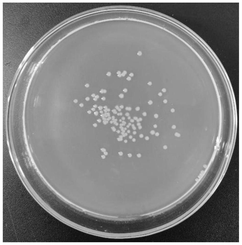 High-arsenic-resistance thiocyanide degrading strain and application thereof