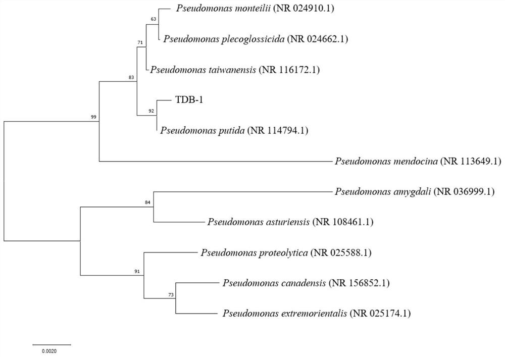 High-arsenic-resistance thiocyanide degrading strain and application thereof