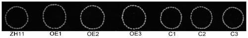 Ubiquitin ligase gene OsNLA2, protein and application of ubiquitin ligase gene OsNLA2 in rice selection