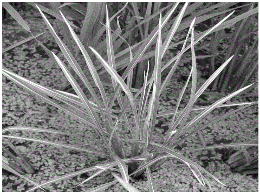 Breeding method of hybrid rice two-line sterile line with leaves carrying white midribs