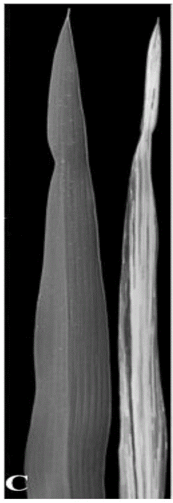 Breeding method of hybrid rice two-line sterile line with leaves carrying white midribs