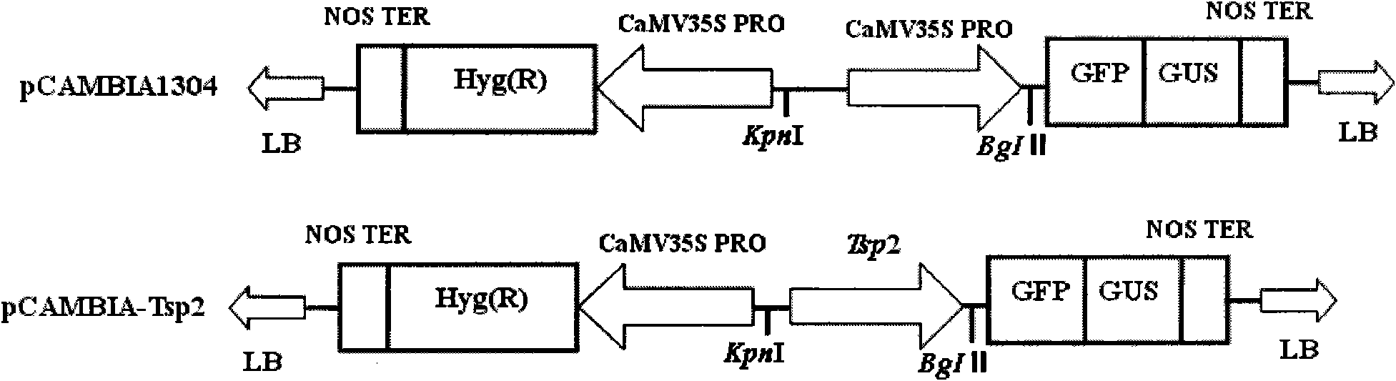 Anther specificity expression promoter and purpose thereof