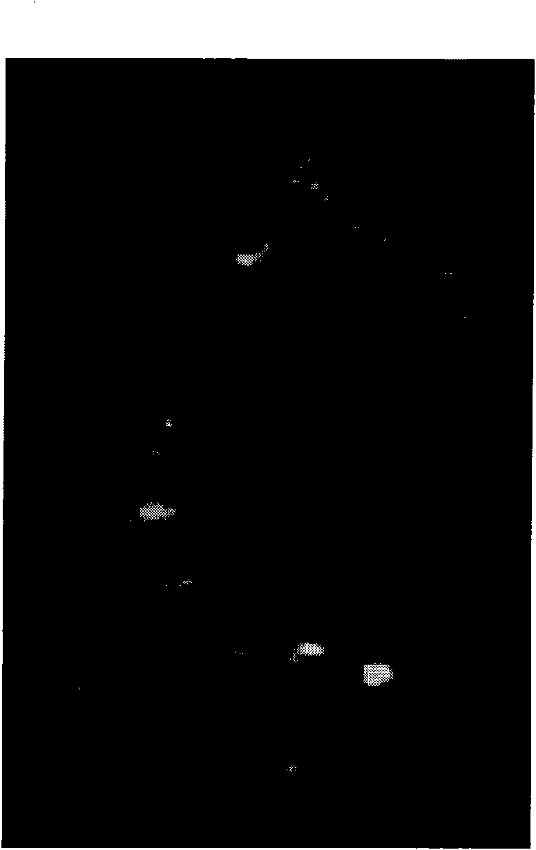 Anther specificity expression promoter and purpose thereof