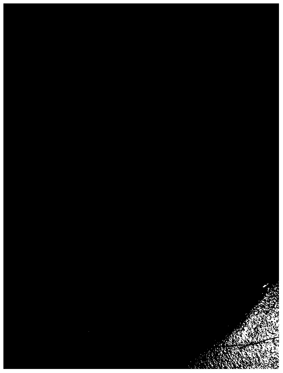 Method for obtaining regenerated plants by tissue culture of stems of cryptomeria fortunei