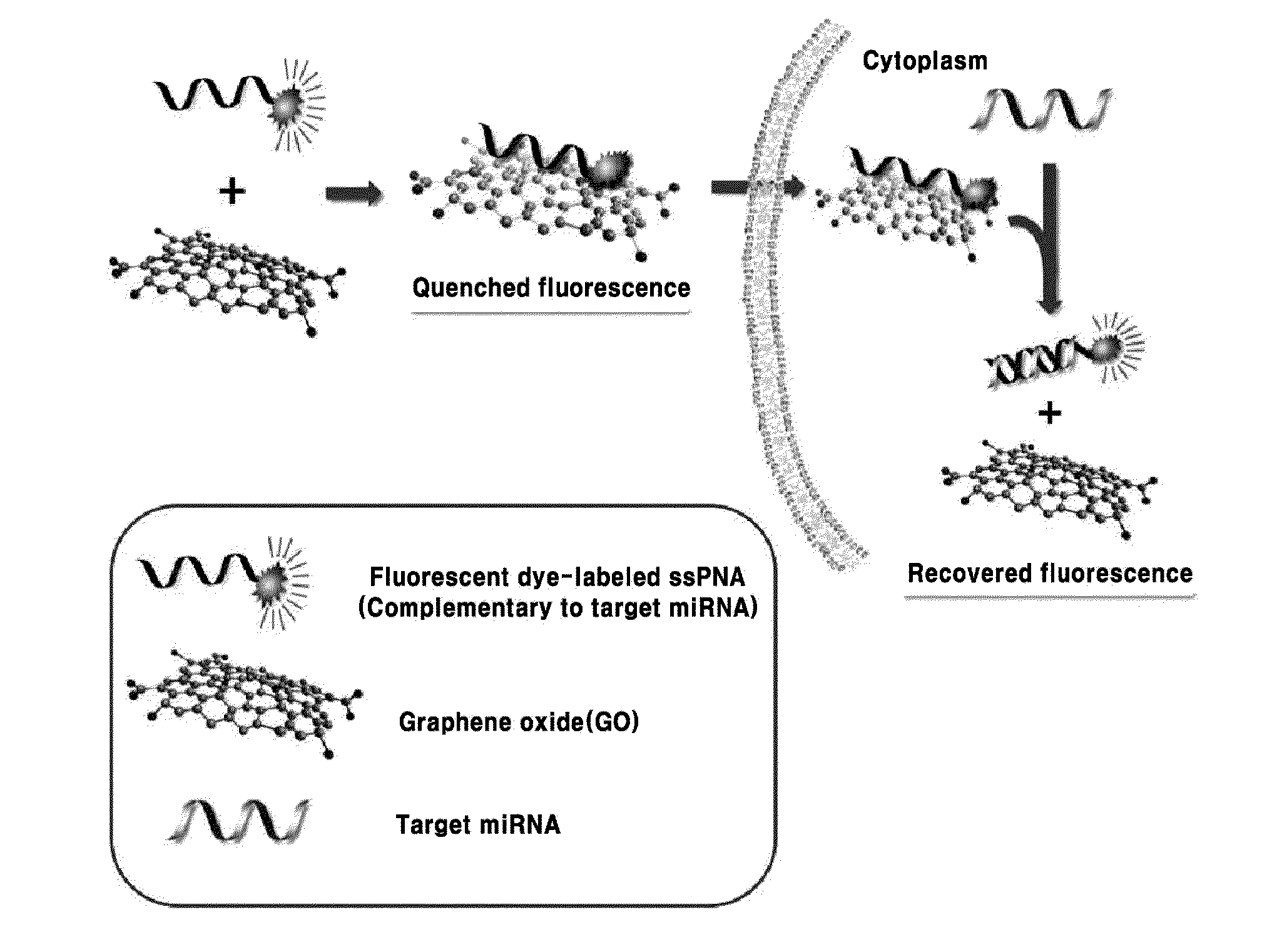 Composition for detecting nucleic acid and method for detecting nucleic acid using same