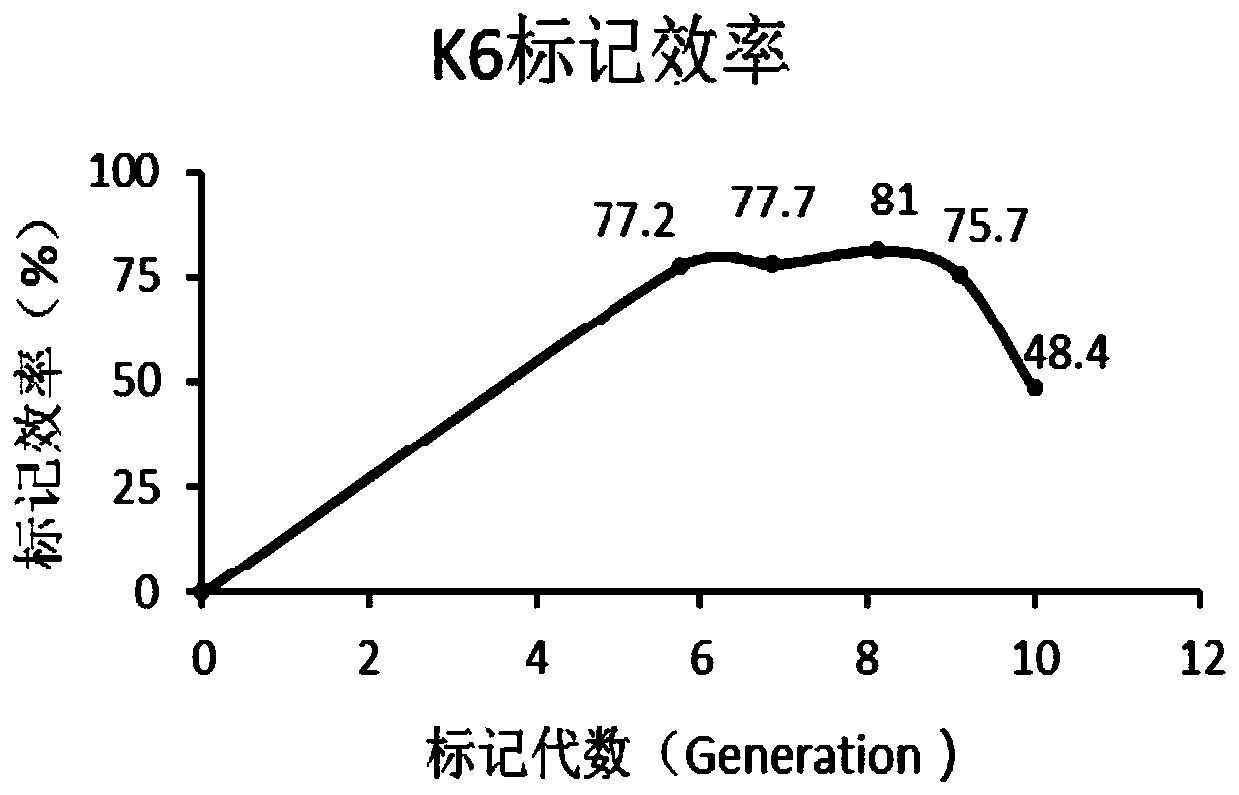 Method and special culture medium for SILAC labelling of mycobacterium smegmatis protein