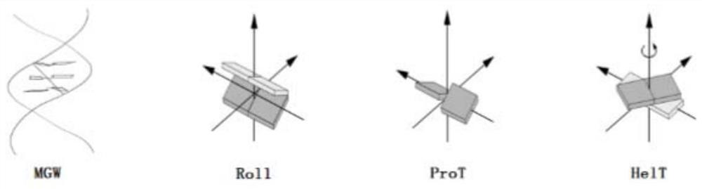 Transcription factor binding site prediction method fusing with DNA shape features