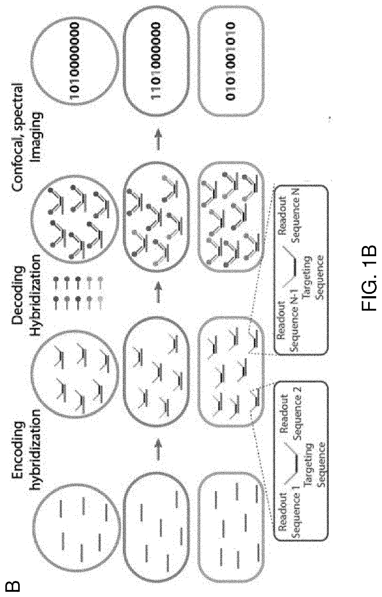 Highly multiplexed phylogenetic imaging of microbial communities