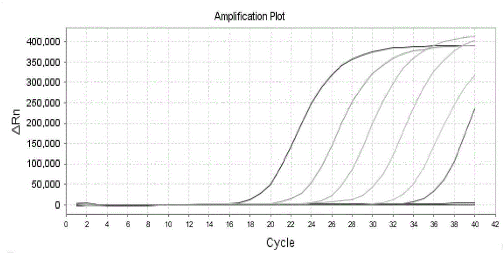 Preparation and application of coliphage MS2 internal standard quality control product and kit