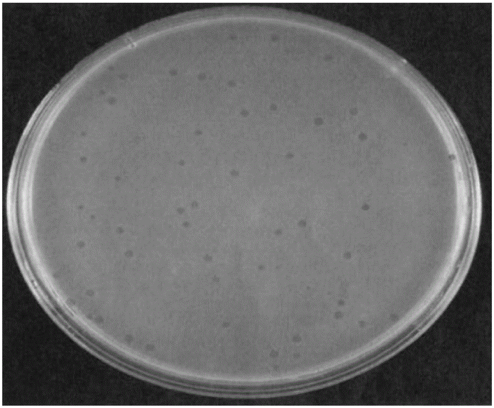 Preparation and application of coliphage MS2 internal standard quality control product and kit