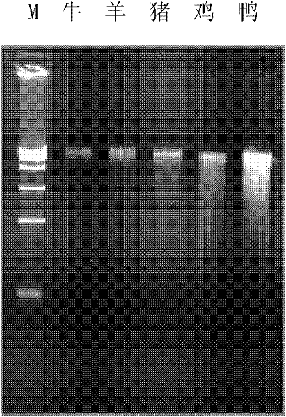 Polymerase chain reaction (PCR) primer pair for identifying or assisting in identifying duck tissues and/or organs and application of PCR primer pair