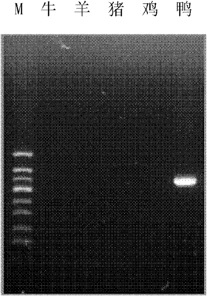 Polymerase chain reaction (PCR) primer pair for identifying or assisting in identifying duck tissues and/or organs and application of PCR primer pair