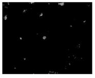 FISH probe groups for detecting novel coronavirus SARS-CoV-2 and preparation method and application thereof