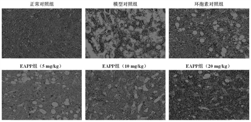 Application of amurensin H derivative EAPP in the treatment and prevention of aplastic anemia