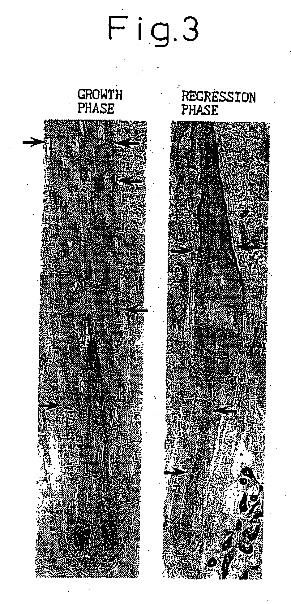 Hair tonics and method of screening the same