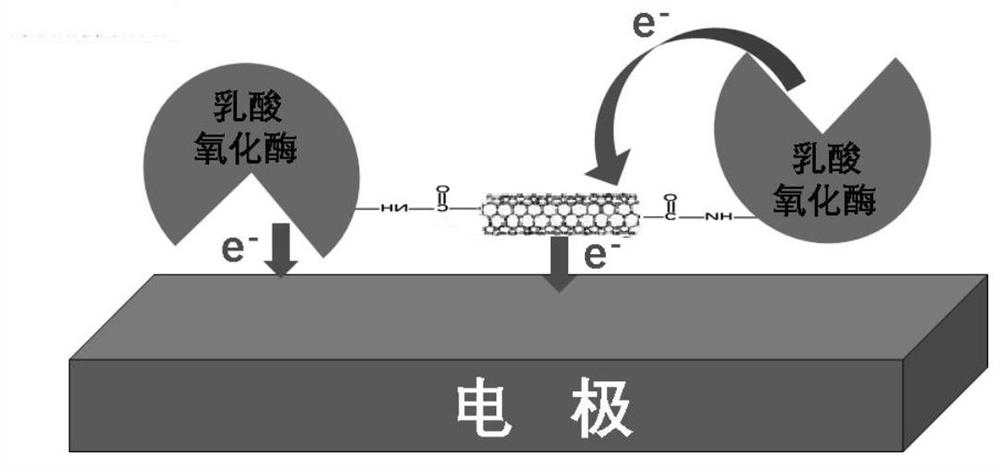 Lactic acid biosensor