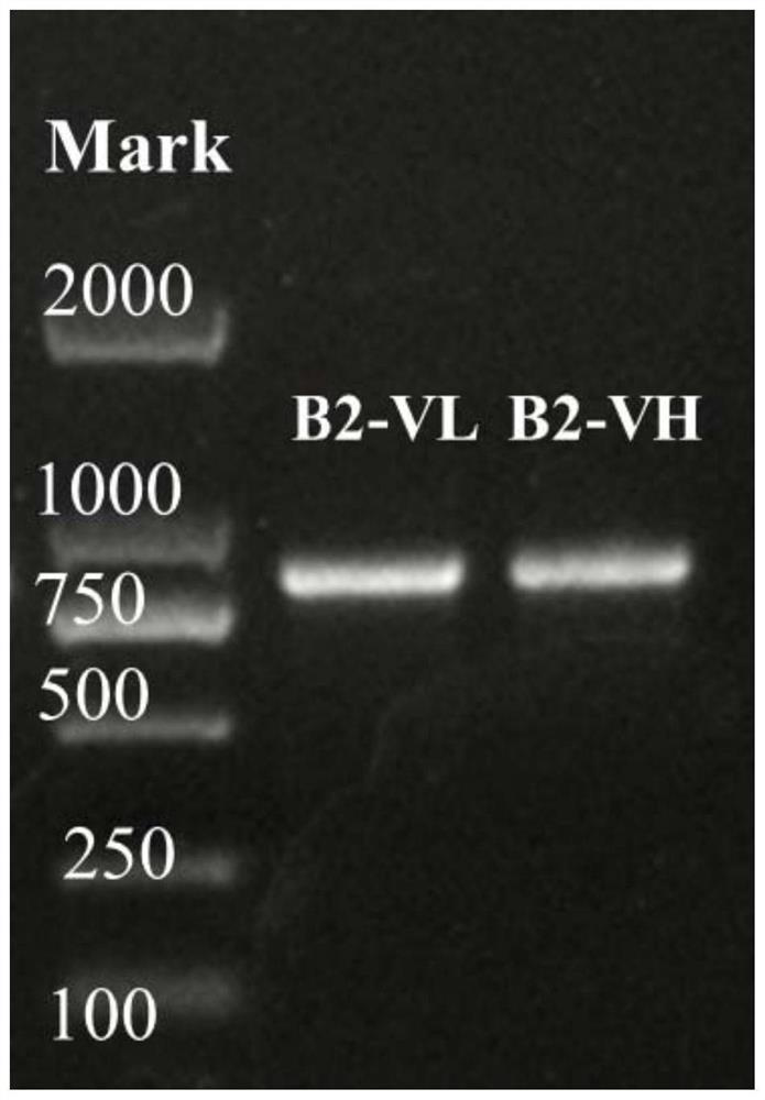 Variable region sequence of specific anti-clothianidin antibody, and preparation and application of recombinant complete antibody thereof