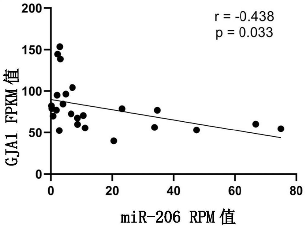 MiRNA molecule miR-206 for regulating and controlling uterine muscle contraction and application of miRNA molecule miR-206