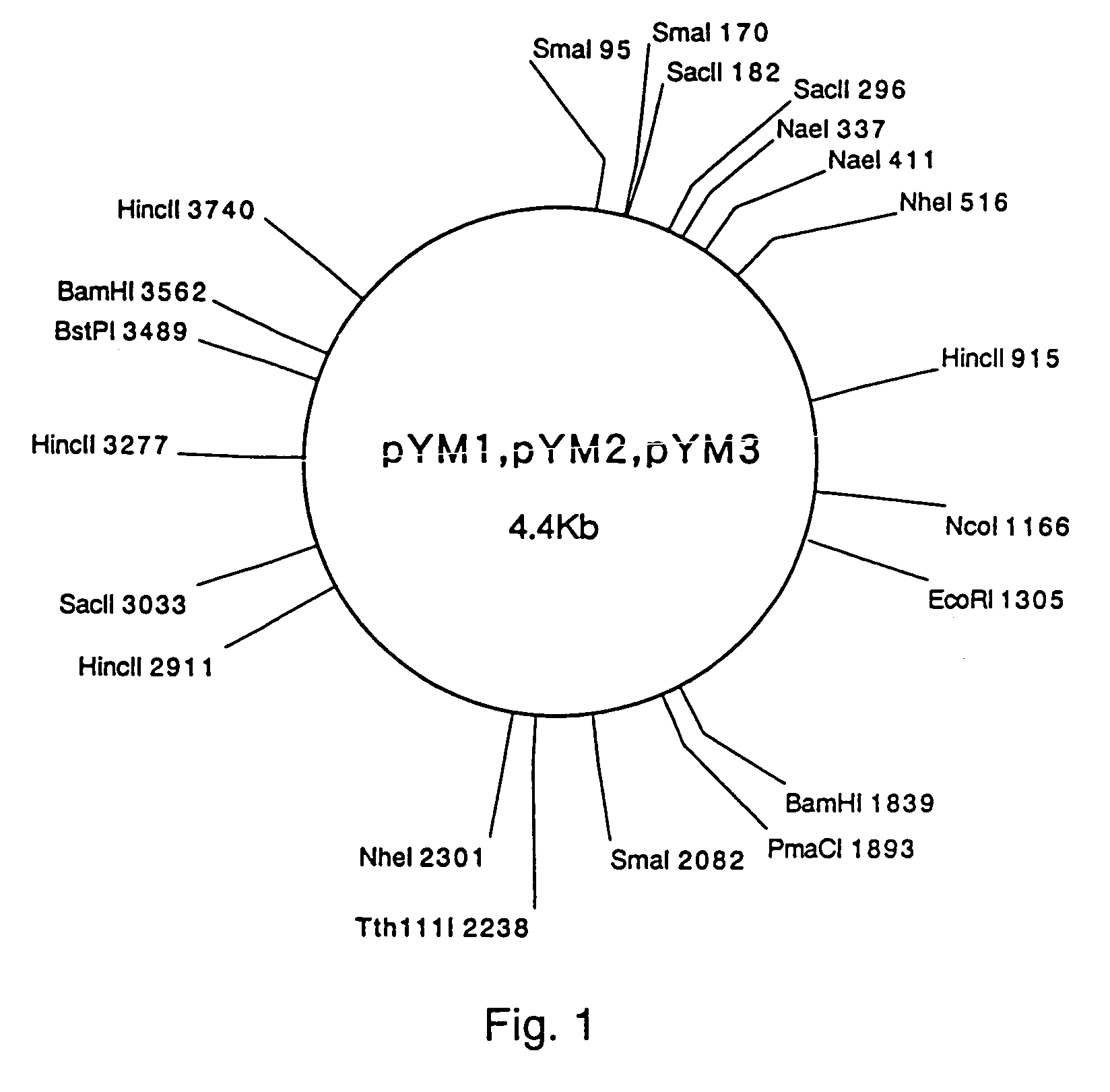 Plasmid autonomously replicable in coryneform bacteria