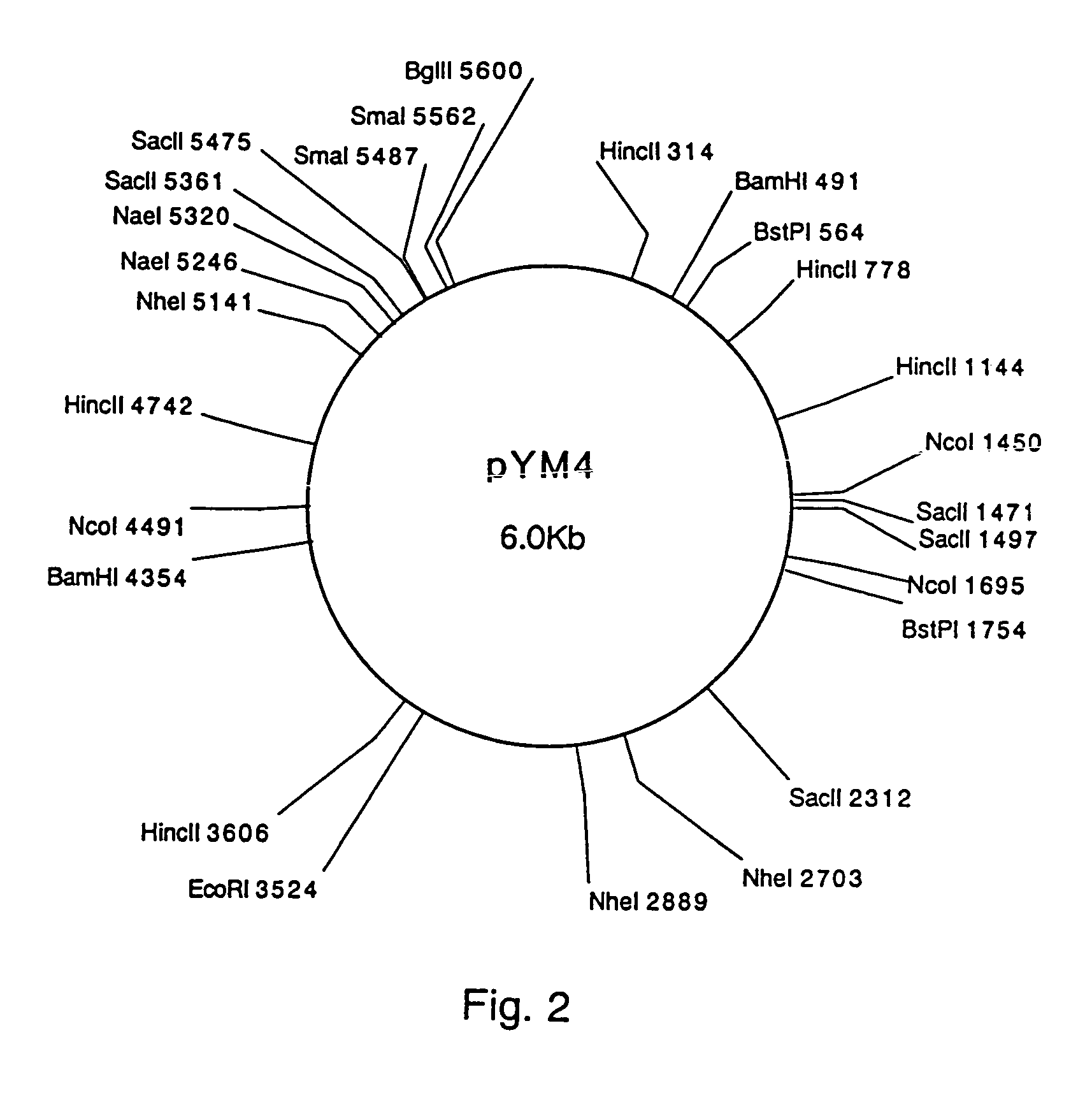 Plasmid autonomously replicable in coryneform bacteria