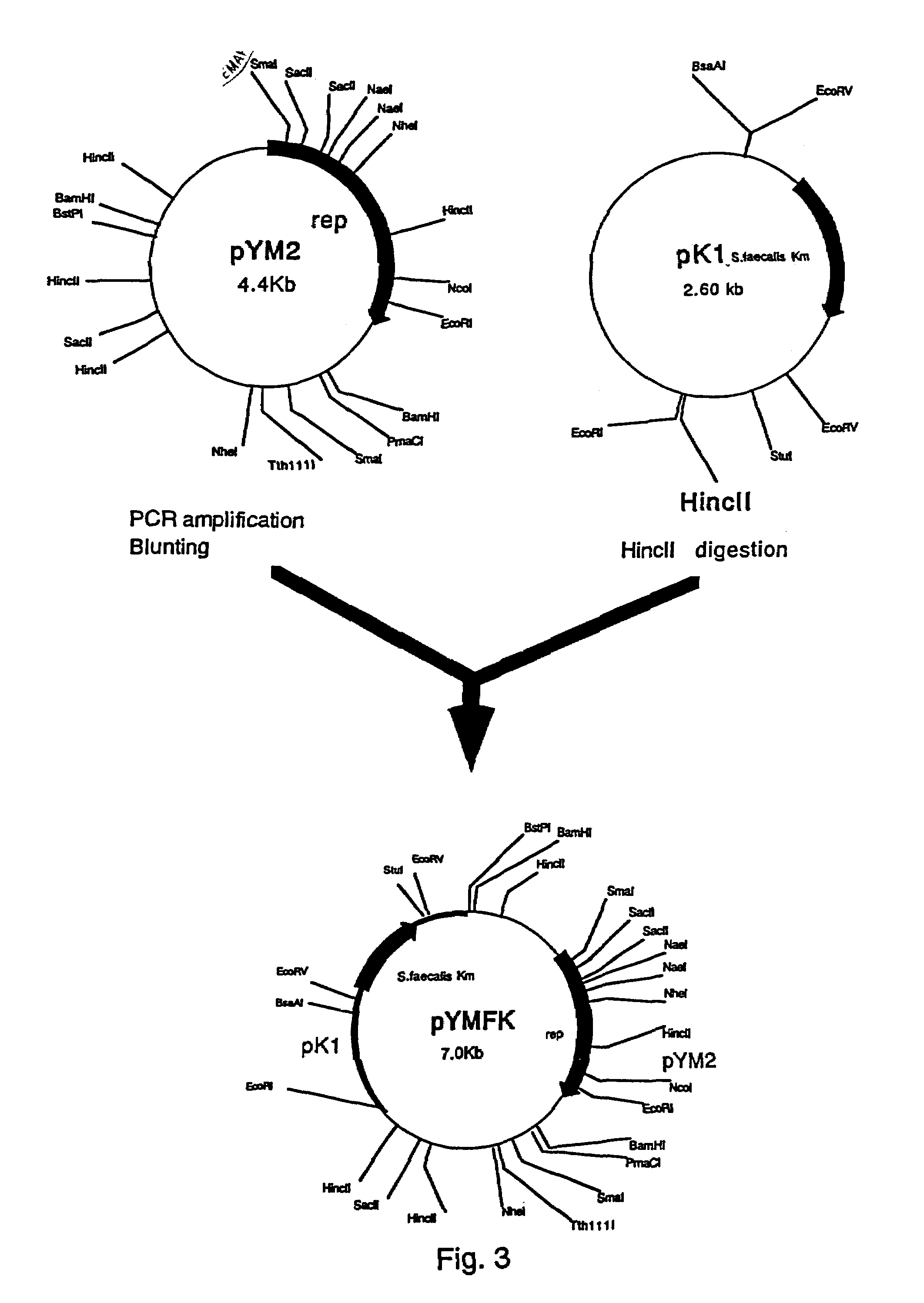 Plasmid autonomously replicable in coryneform bacteria