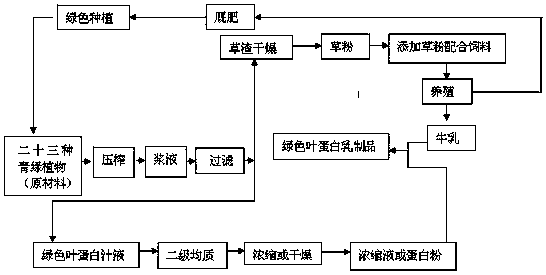 Cordate houttuynia leaf protein special medical use formula food