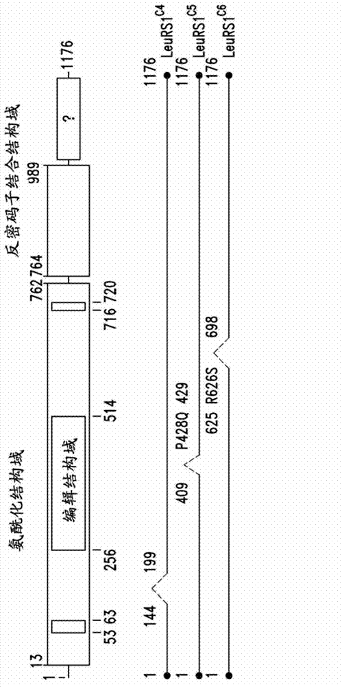 Innovative discovery of therapeutic, diagnostic, and antibody compositions related to protein fragments of leucyl-tRNA synthetases