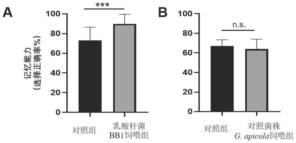 Lactobacillus BB1 capable of enhancing memory ability as well as fermented food and application of lactobacillus BB1