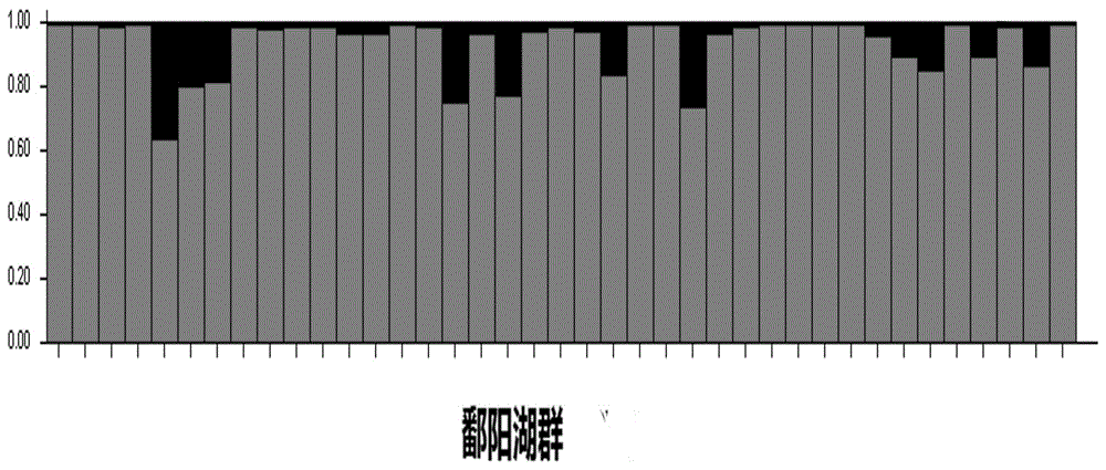 Primer for identifying coilia ectenes and coilia brachygnathus and molecular biological method