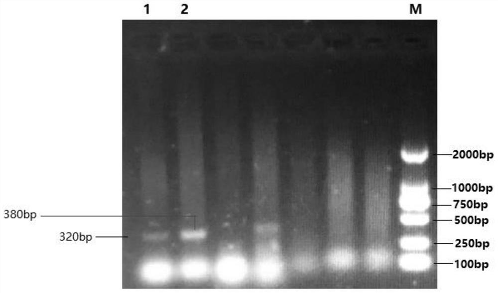 Duck reovirus, preparation method for antigen-antibody complex thereof and application of duck reovirus