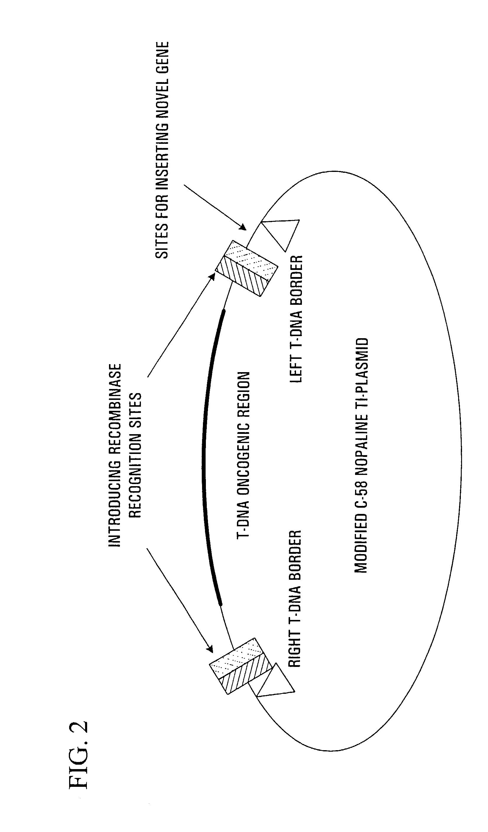 Methods and constructs for plant transformation