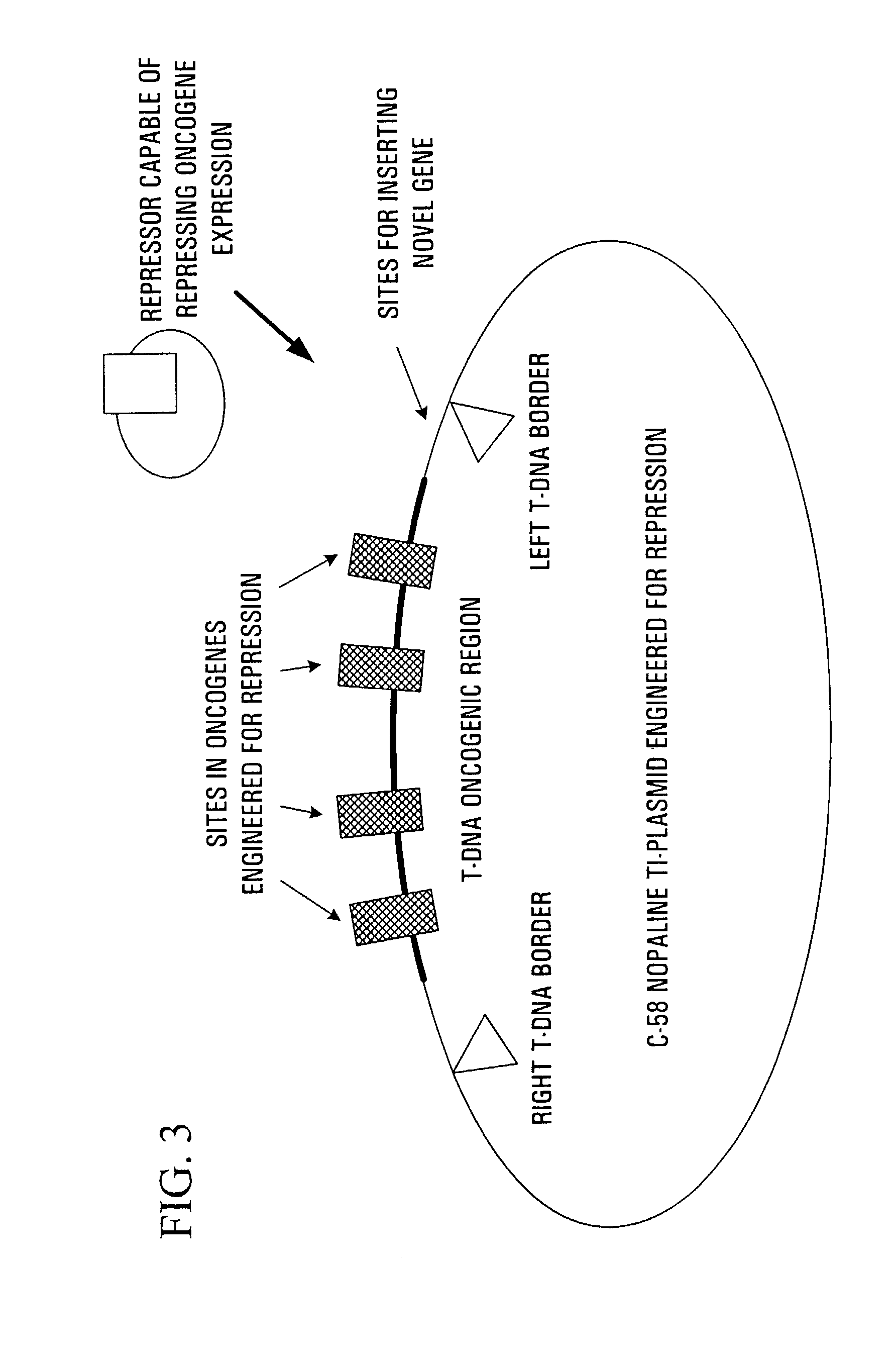 Methods and constructs for plant transformation