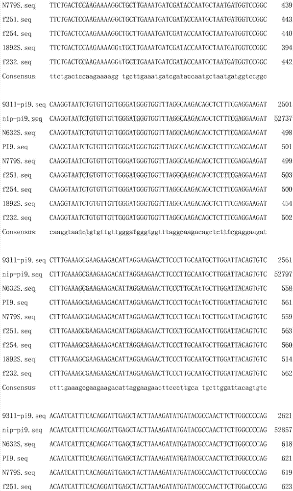 Molecular marker closely linked with rice blast Pi9 gene and application thereof