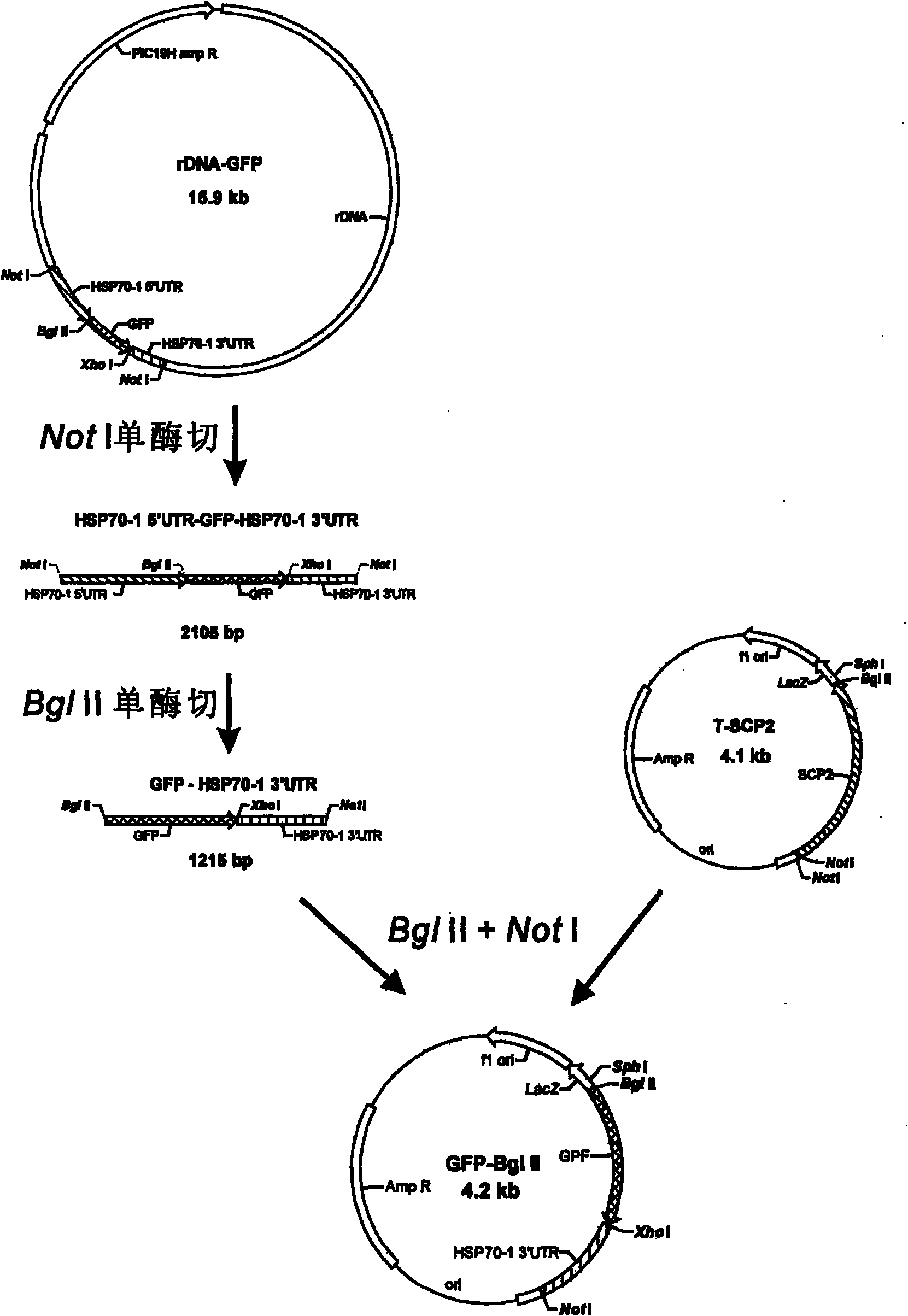 Tetrahymena transgenic carrier containing HSP70 promoter and GFP and preparation method and use thereof