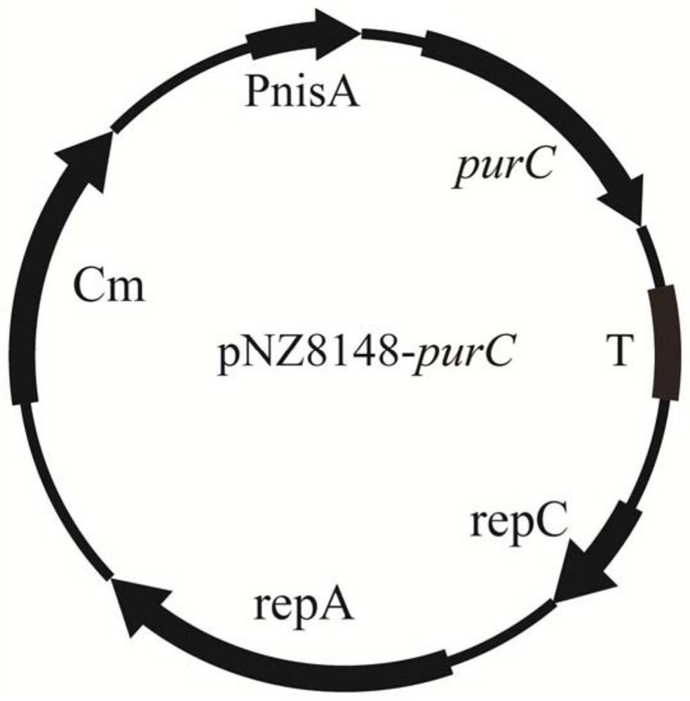 A kind of lactic acid bacteria engineering bacteria with improved acid stress resistance