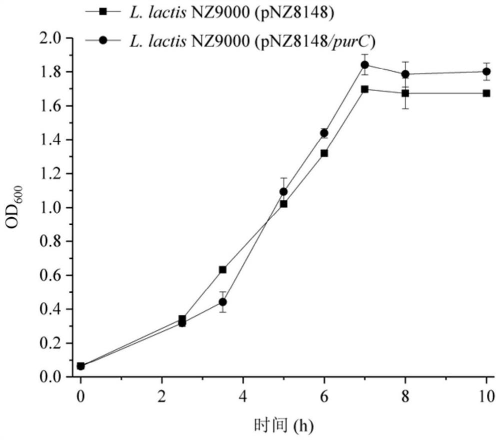 A kind of lactic acid bacteria engineering bacteria with improved acid stress resistance