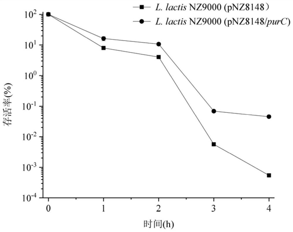 A kind of lactic acid bacteria engineering bacteria with improved acid stress resistance