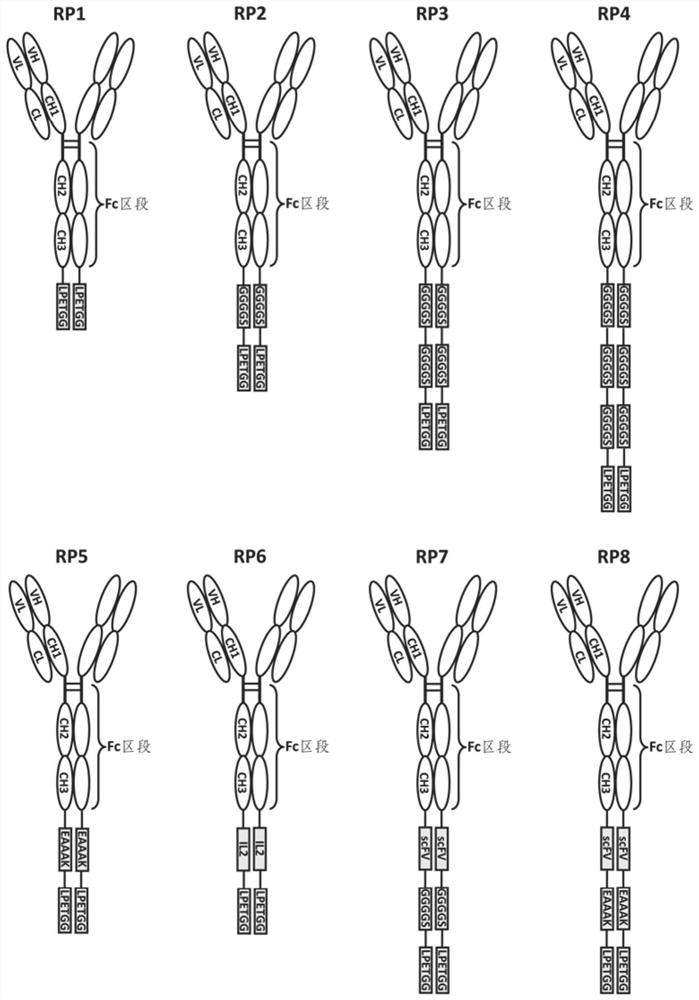 Fusion protein and use thereof