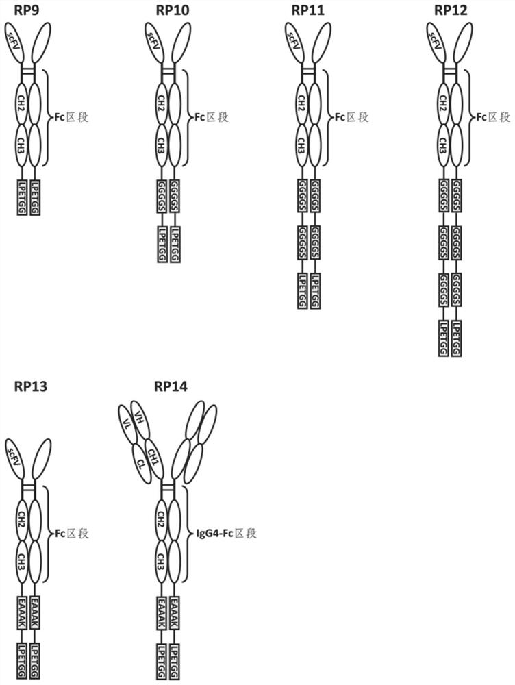 Fusion protein and use thereof