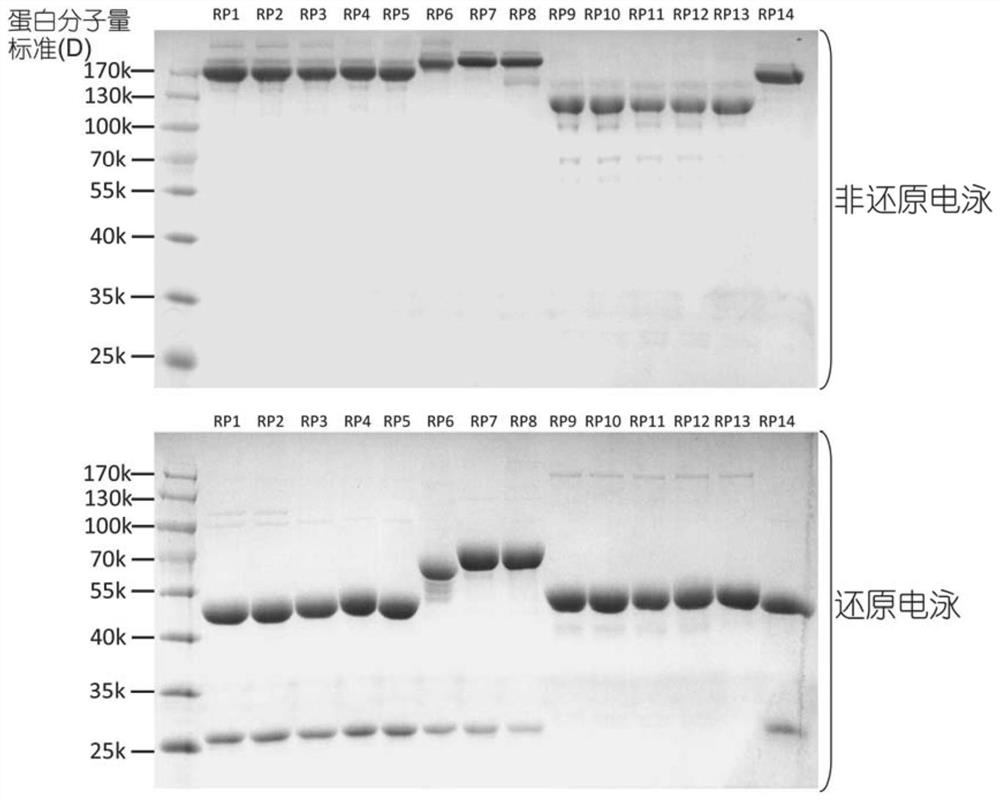 Fusion protein and use thereof