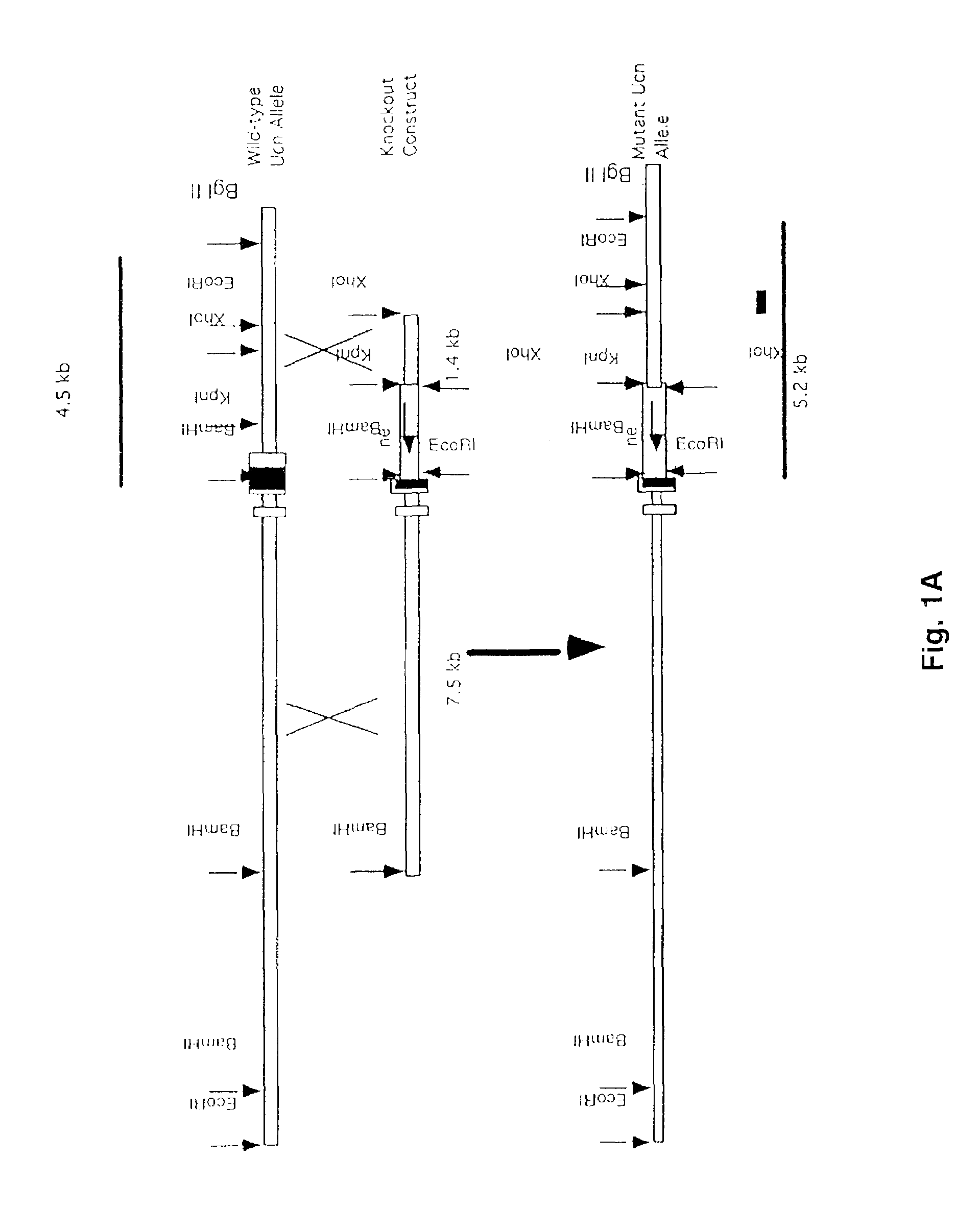 Urocortin-deficient mice and uses thereof